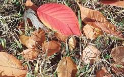 Alsóörs, Sirály park