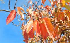 Alsóörs, Sirály park