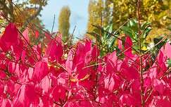 Alsóörs, Sirály park