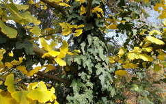 ősz levél borostyán