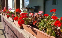 muskátli dekoráció