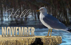 helló november, grafika