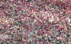 ősz, színes falevelek