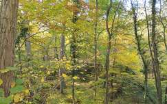 Őszi erdő