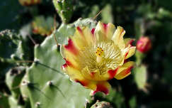 fügekaktusz virága