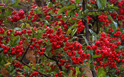 Tűztövis, örökzöld