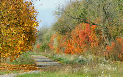 Veszprém környéke, út