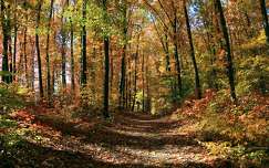 Az ősz összes színei, Somogy megye