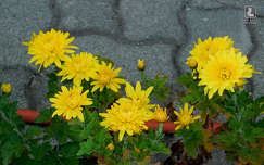 krizantém, ősz, kerti virág