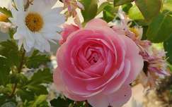 Csoda rózsa és krizantém novemberben