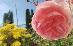 Csoda rózsák novemberben