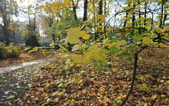 Novemberi színek - Balatonfűzfő, kert