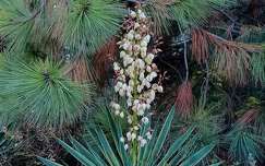 Zugló, botanikai kert részlete