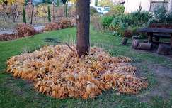 Zugló, botanikai kert részlete