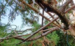 Zugló, Japánkert részlete, speciális metszési típus