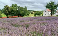 Levendulás, Pannonhalmi apátság