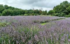 Levendulás, Pannonhalmi apátság
