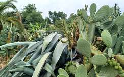 Keszthelyi kastély, Kert