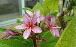 Keszthelyi kastély, Pálmaház