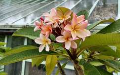 Keszthelyi kastély, Pálmaház