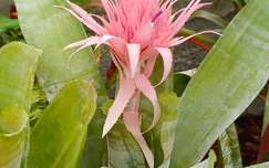 Keszthelyi kastély, Pálmaház