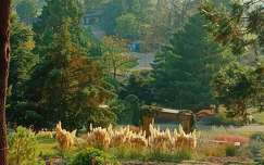 ősz, Folly arborétum, kertek és parkok