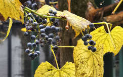 Ködben úszó szőlő