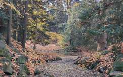 erdő, tó, ősz, avar