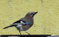 Mátyás madár( szajkó)