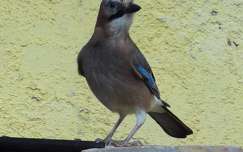 Mátyás madár( szajkó)