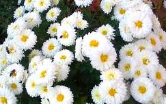 Virágok üsszel 2025