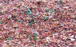 avar, falevelek, ősz