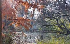 avar, bokor, fa , erdő, híd, tó, tükröződés, falevél, ősz