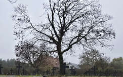 Német katonai temető - Balatonkenese