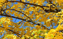 Ősz, november, színes levelek