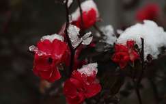 Novemberi fagyos rózsa.