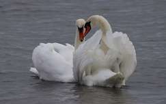 Novemberi szerelem a Balaton parton.