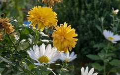 Boglárka és Margitvirág