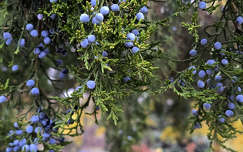 Örökzöld, boróka, színes november