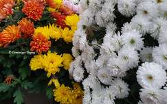 Chrysanthèmes