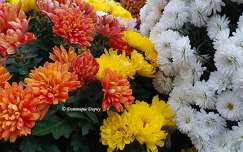 Chrysanthèmes