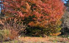 fa, bokor, ősz