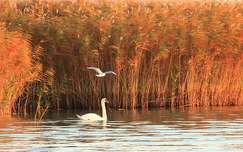 hattyú tó nád sirály vizimadár