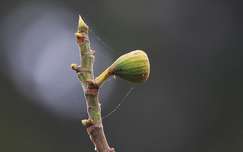 Decemberi ködos-párás időben egy füge.