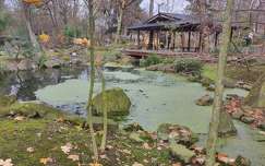 Szentendre, Japánkert, tó, kövek, fa, tél