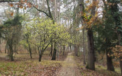 Decemberi csendélet