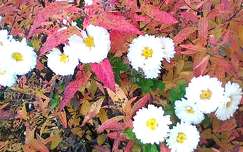 őszi virágok