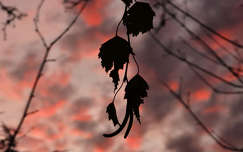 Felhők a naplementében