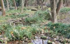 tó, fa, tükröződés, kövek, falevél, tél