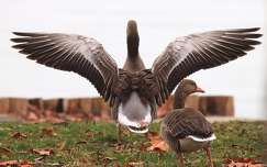 Gyönyörű vadludak Balatonfűzfőn.